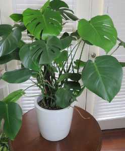 tuteur monstera