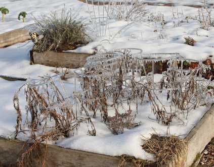 planter le tuteur au printemps